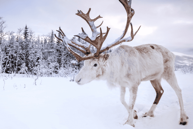 Renne en Laponie